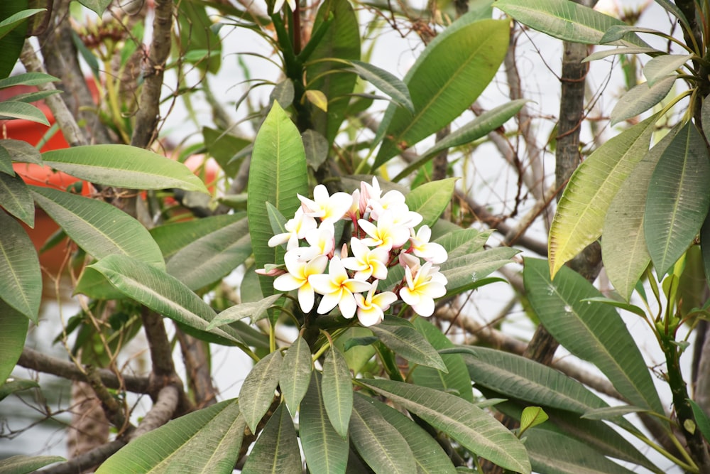 a bunch of white and yellow flowers on a tree