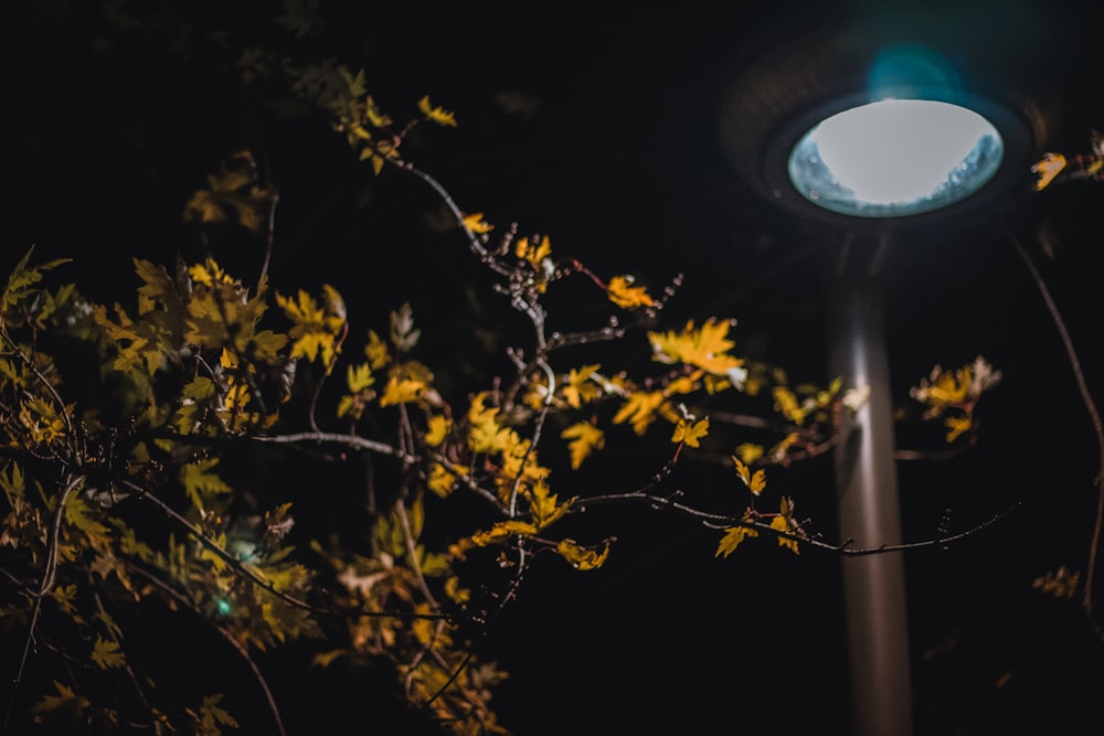 a street light shines brightly in the dark