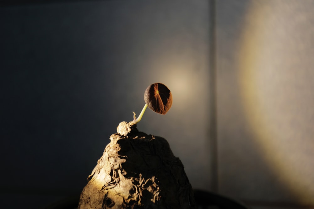 a small plant sprouts from a rock