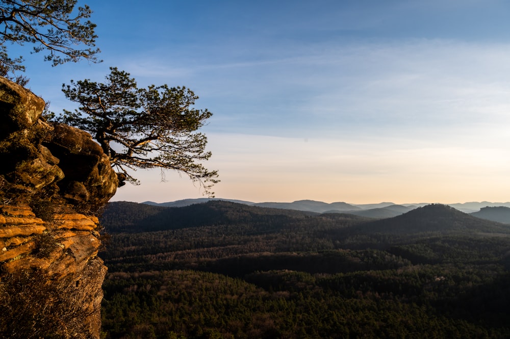 a lone tree on the edge of a cliff