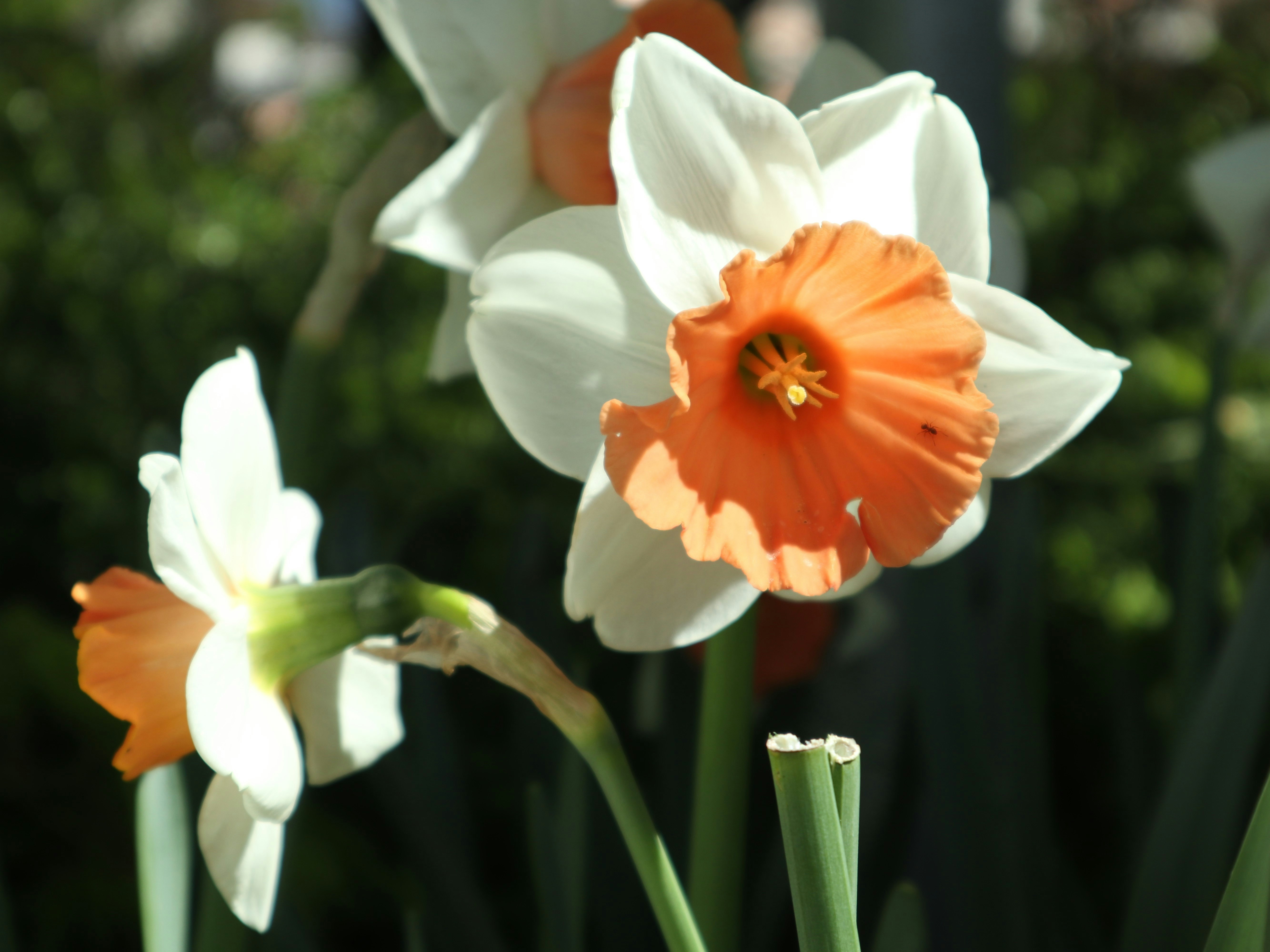 Photo by fotolunatics