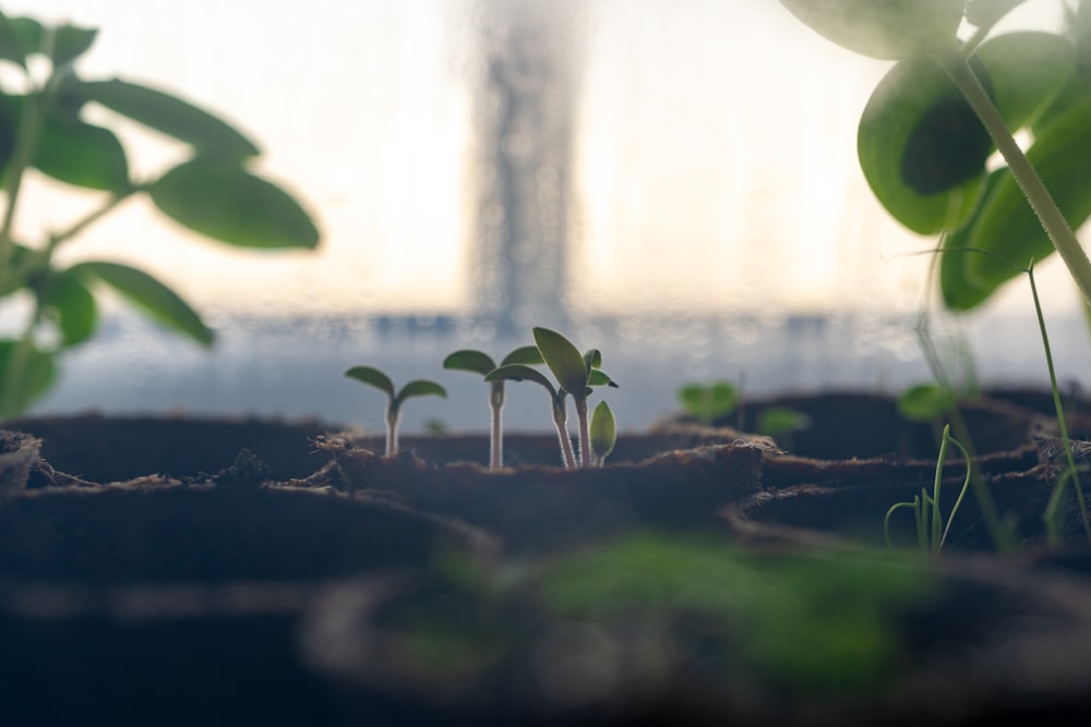 a group of small green plants growing in dirt