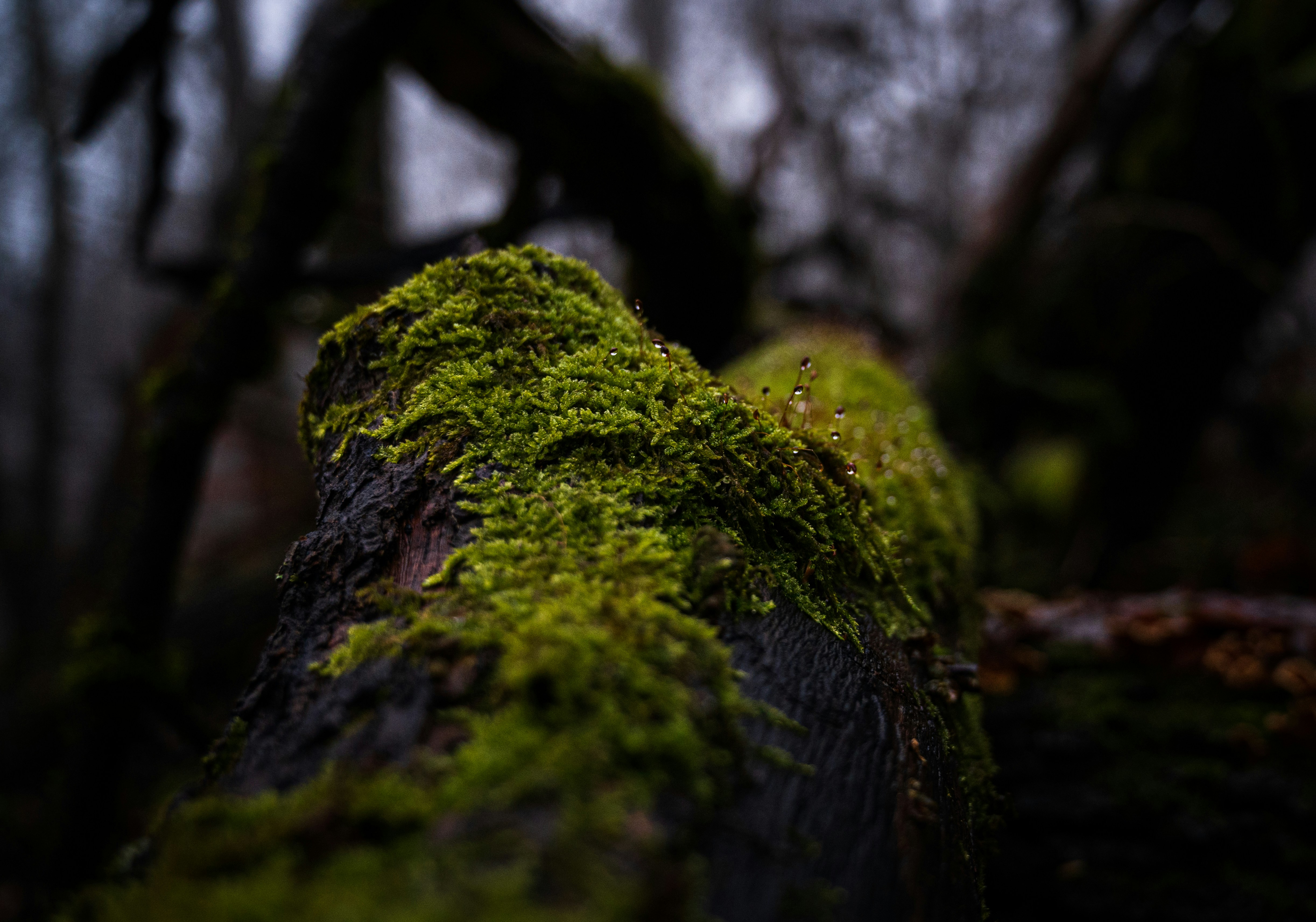 a moss covered log in the woods