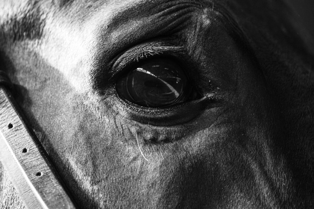 Una foto en blanco y negro del ojo de un caballo