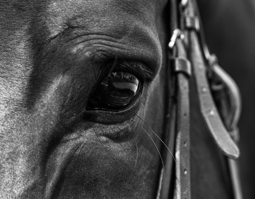 a black and white photo of a horse's eye