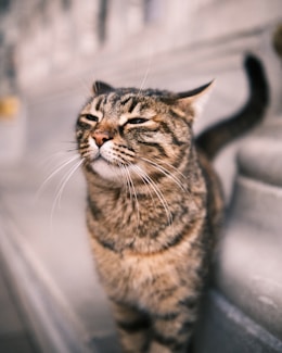 a striped cat standing on a set of stairs