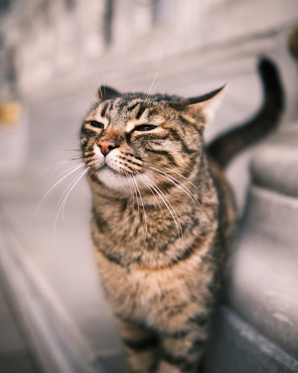 a striped cat standing on a set of stairs