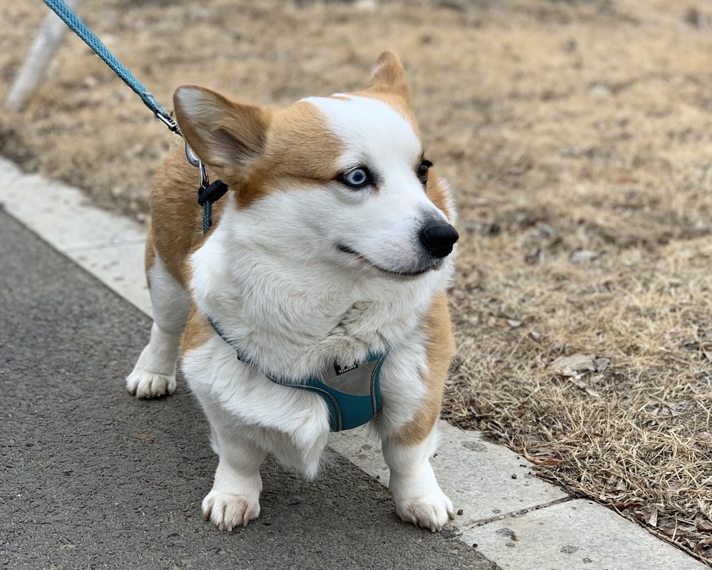 a small brown and white dog on a leash