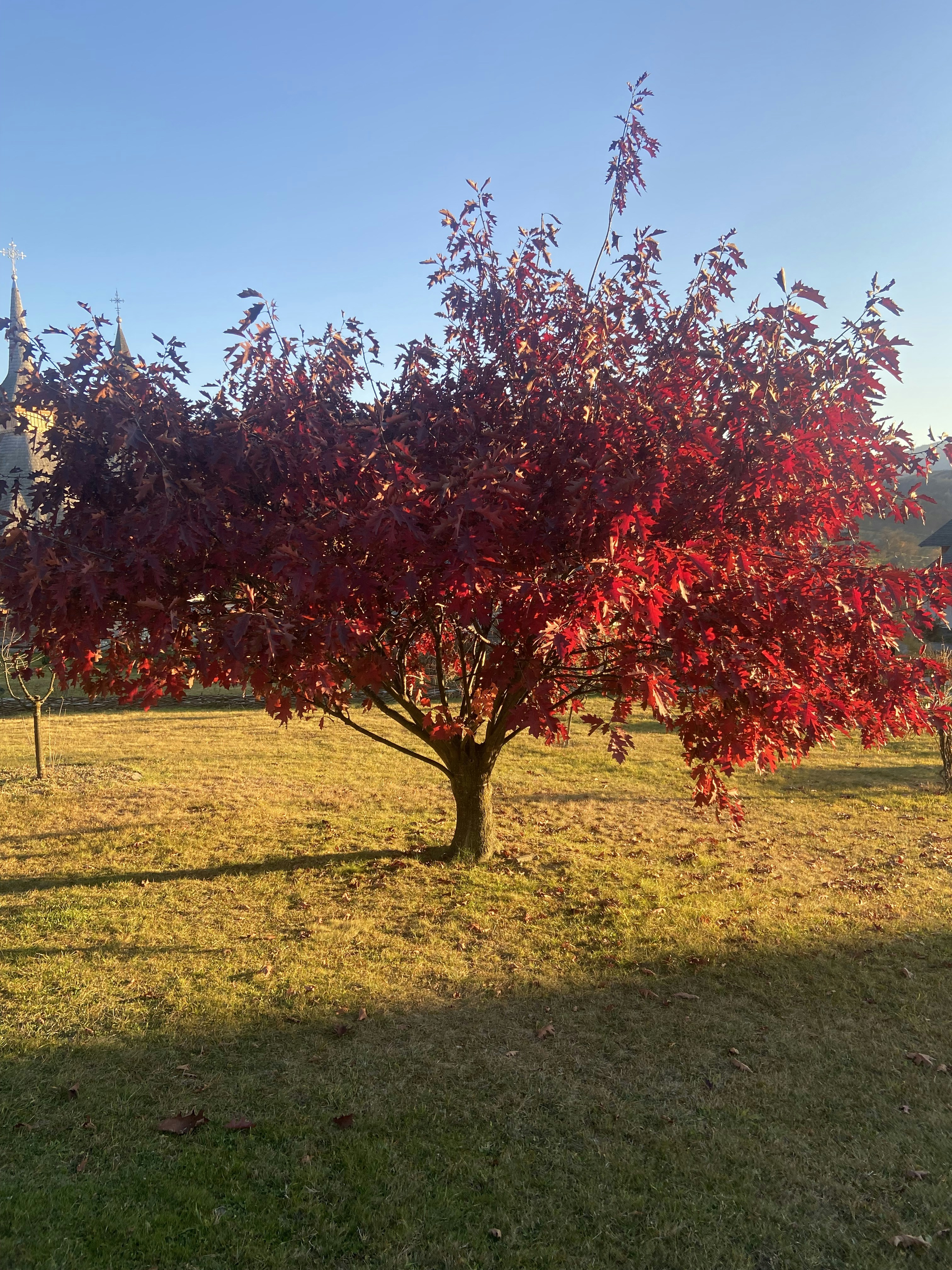 a tree with red leaves in a grassy field