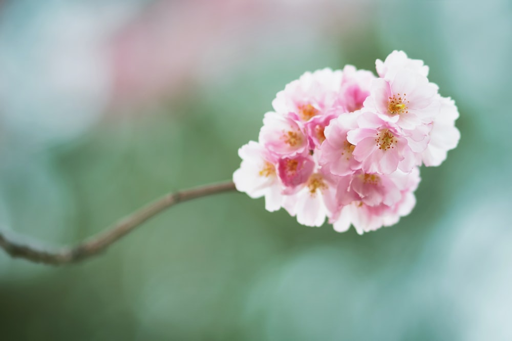 a close up of a pink flower on a branch