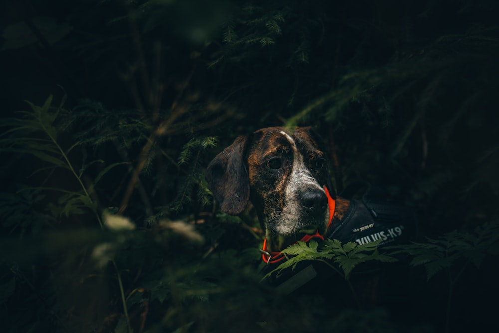 a dog with a red collar standing in the woods