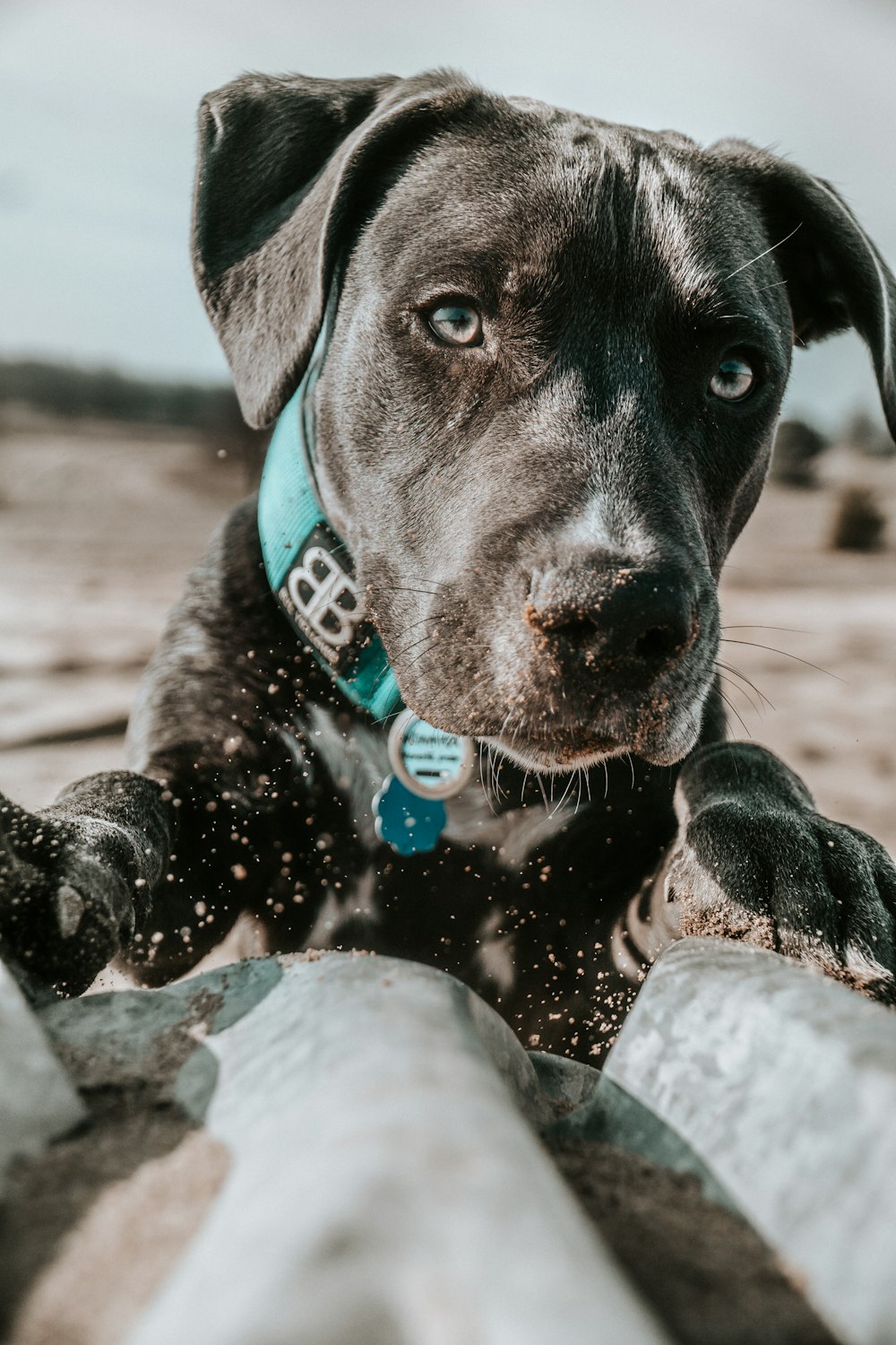 a close up of a dog on a beach