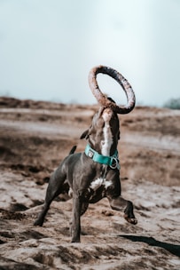 A playful dog enjoying interactive training with a caring handler.