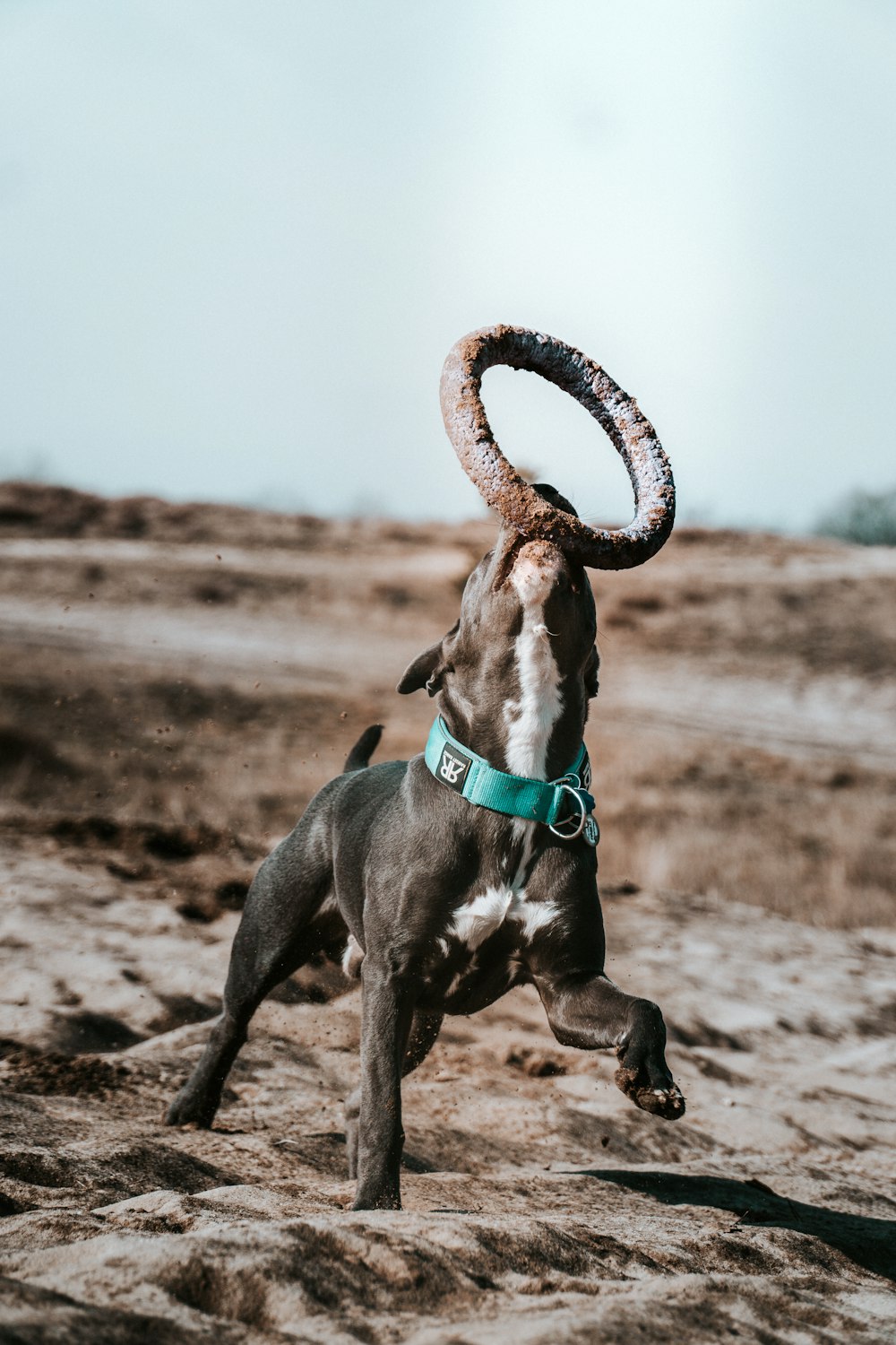 a brown and white dog with a ring on its head