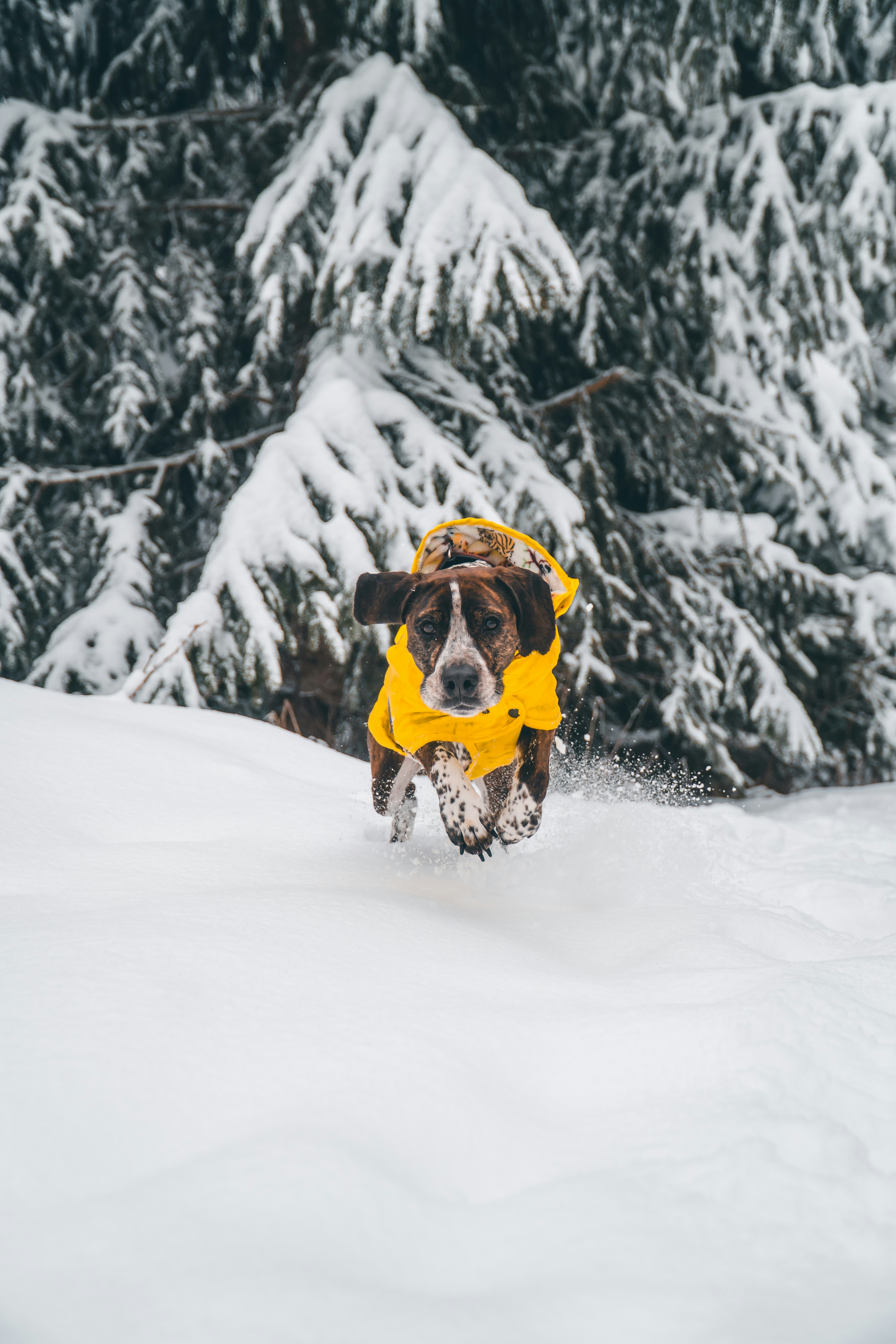 Un chien brun et blanc portant un chapeau jaune et une écharpe courant dans la neige