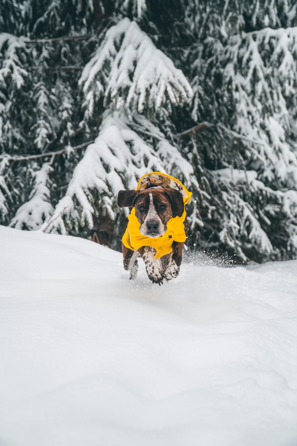 a brown and white dog wearing a yellow hat and scarf running through the snow