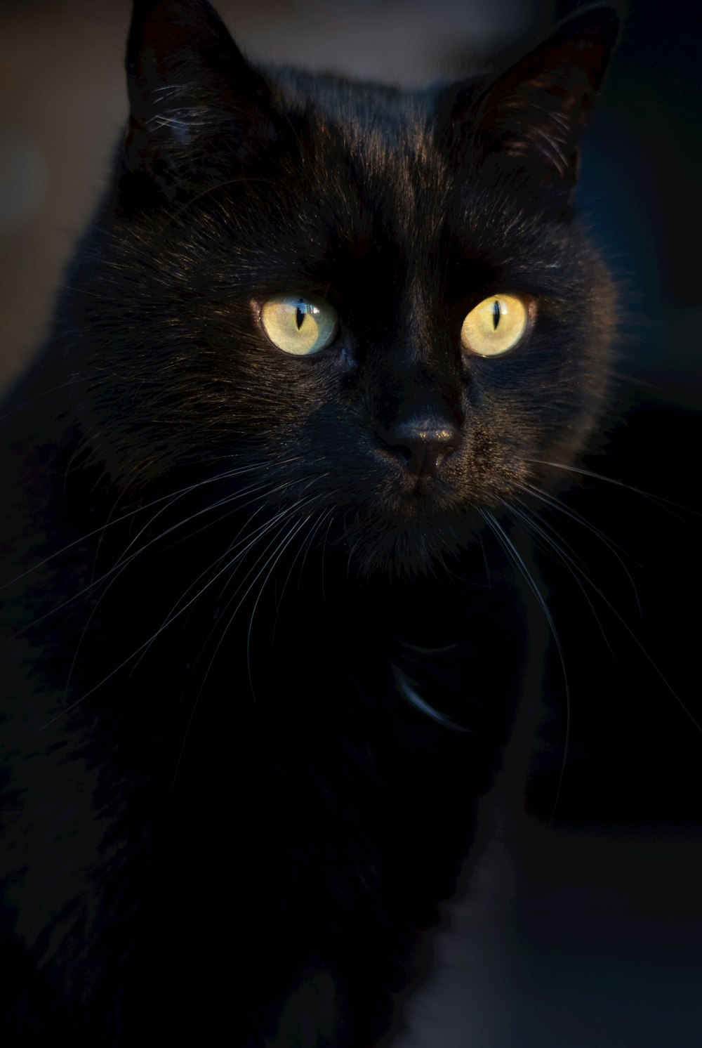 a close up of a black cat with yellow eyes