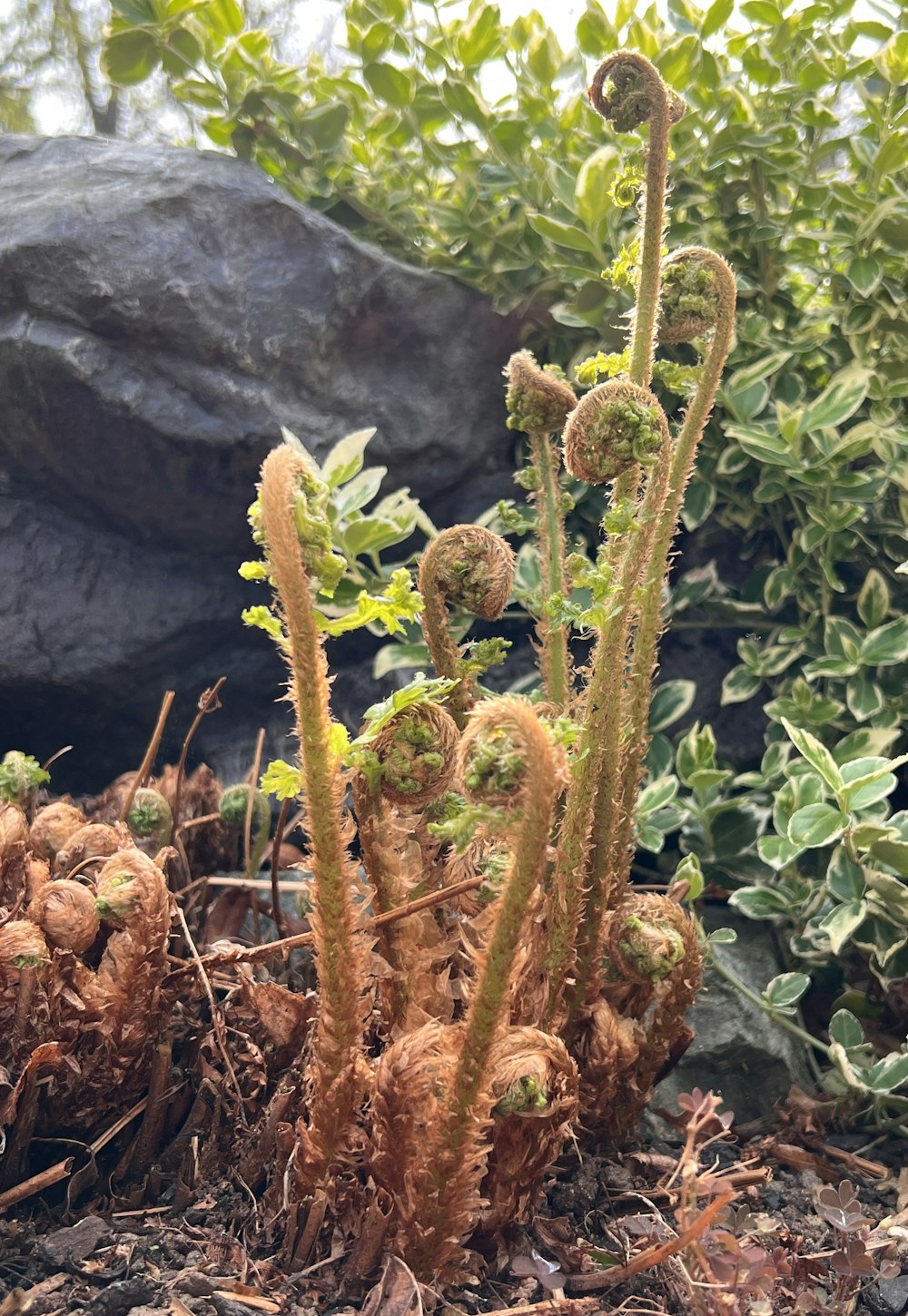 a close up of a plant near a rock