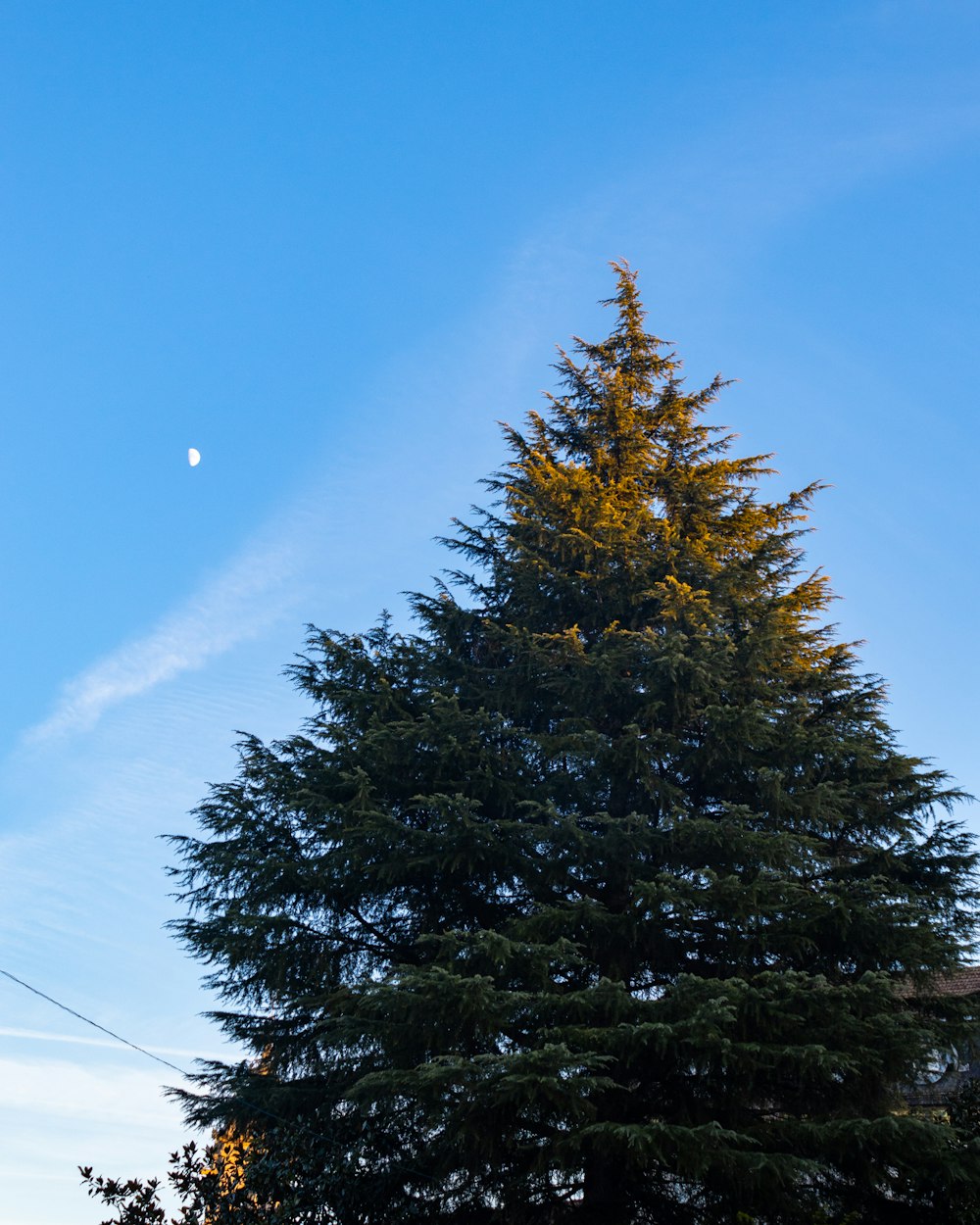 a tall pine tree in front of a blue sky