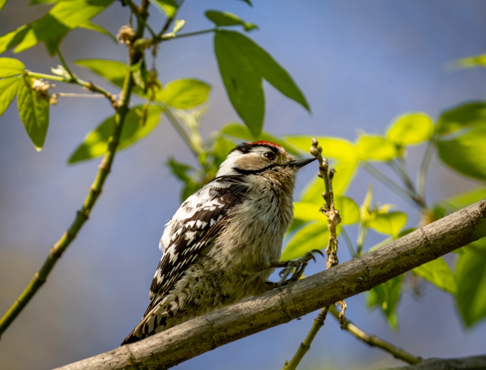 a small bird perched on a tree branch