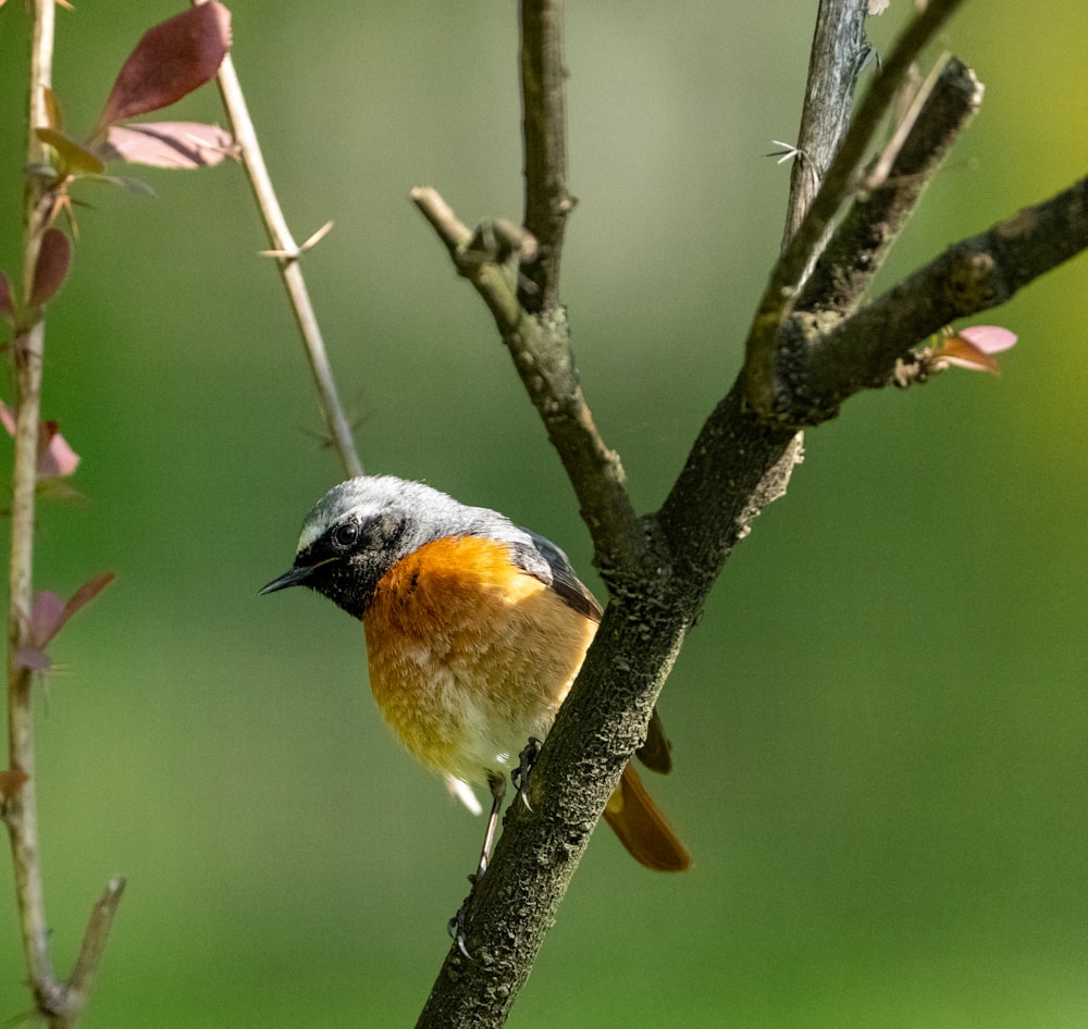 a small bird perched on a tree branch