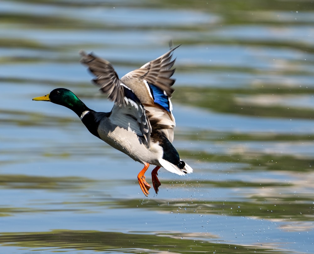 a duck flying over a body of water