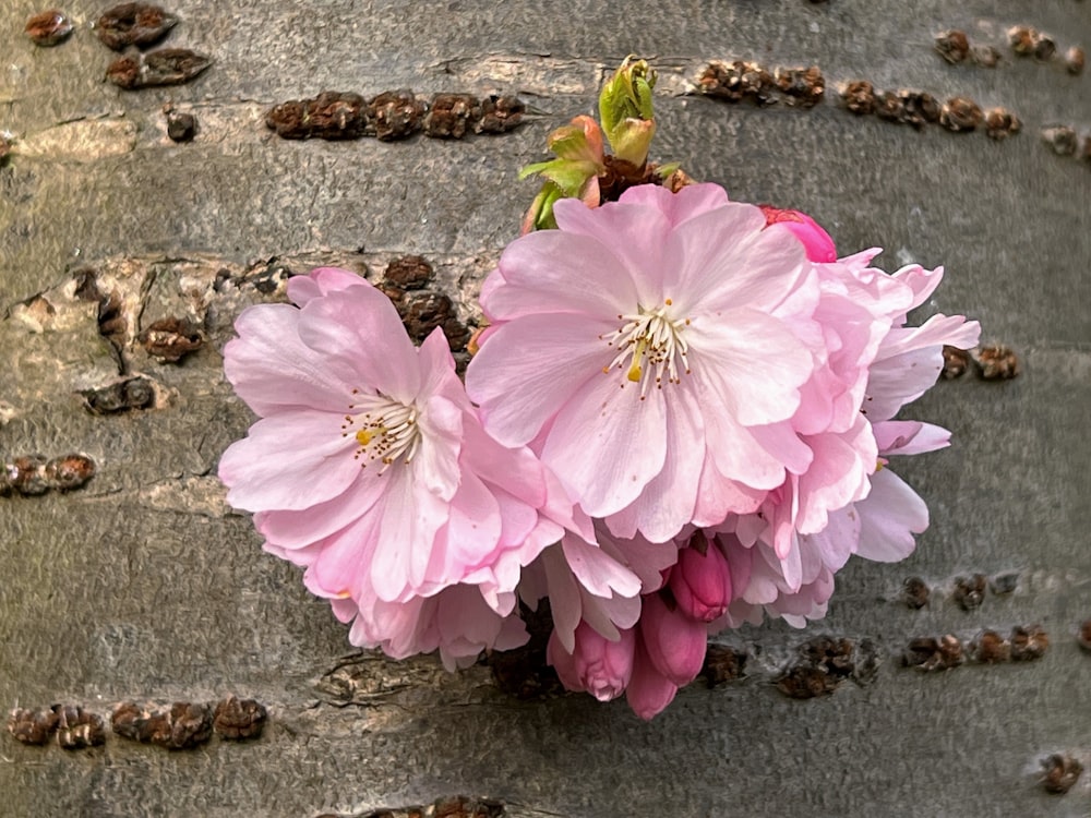 a bunch of pink flowers sitting on top of a tree