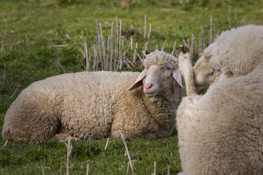 a group of sheep laying on top of a lush green field