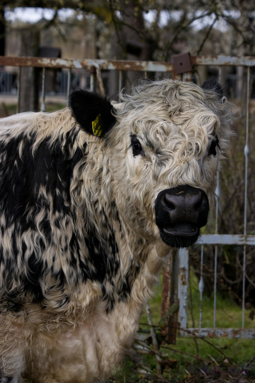 a black and white cow standing next to a fence