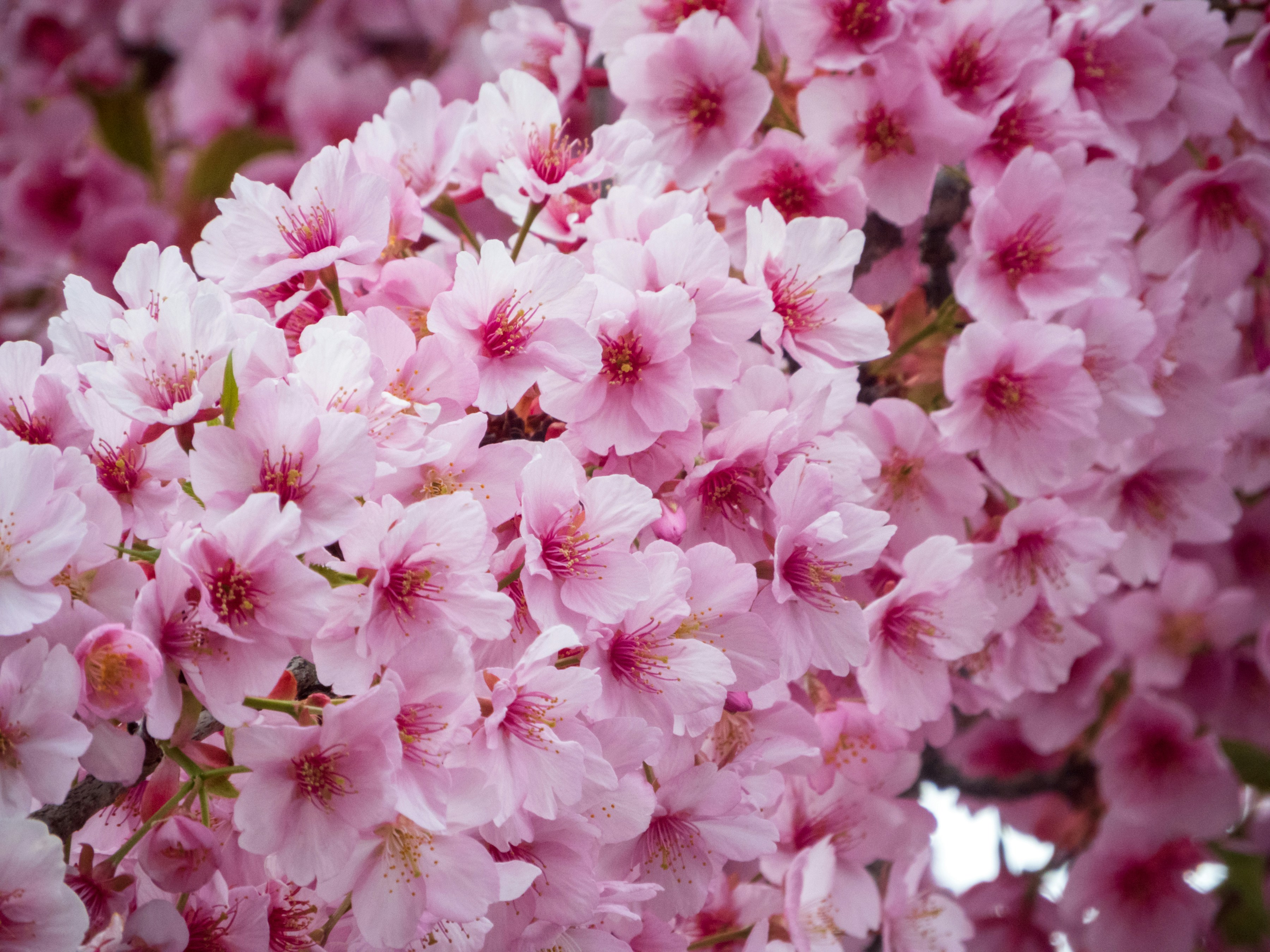 Photo by heppoko_yama