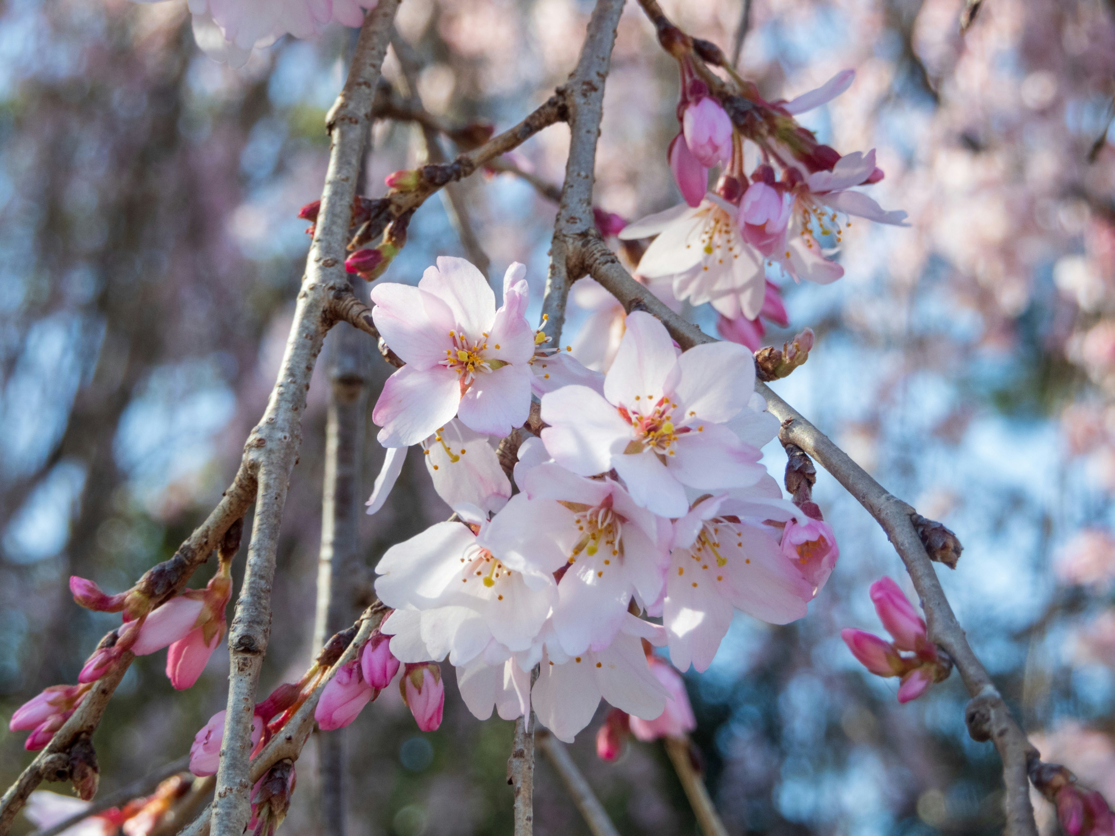 Photo by heppoko_yama