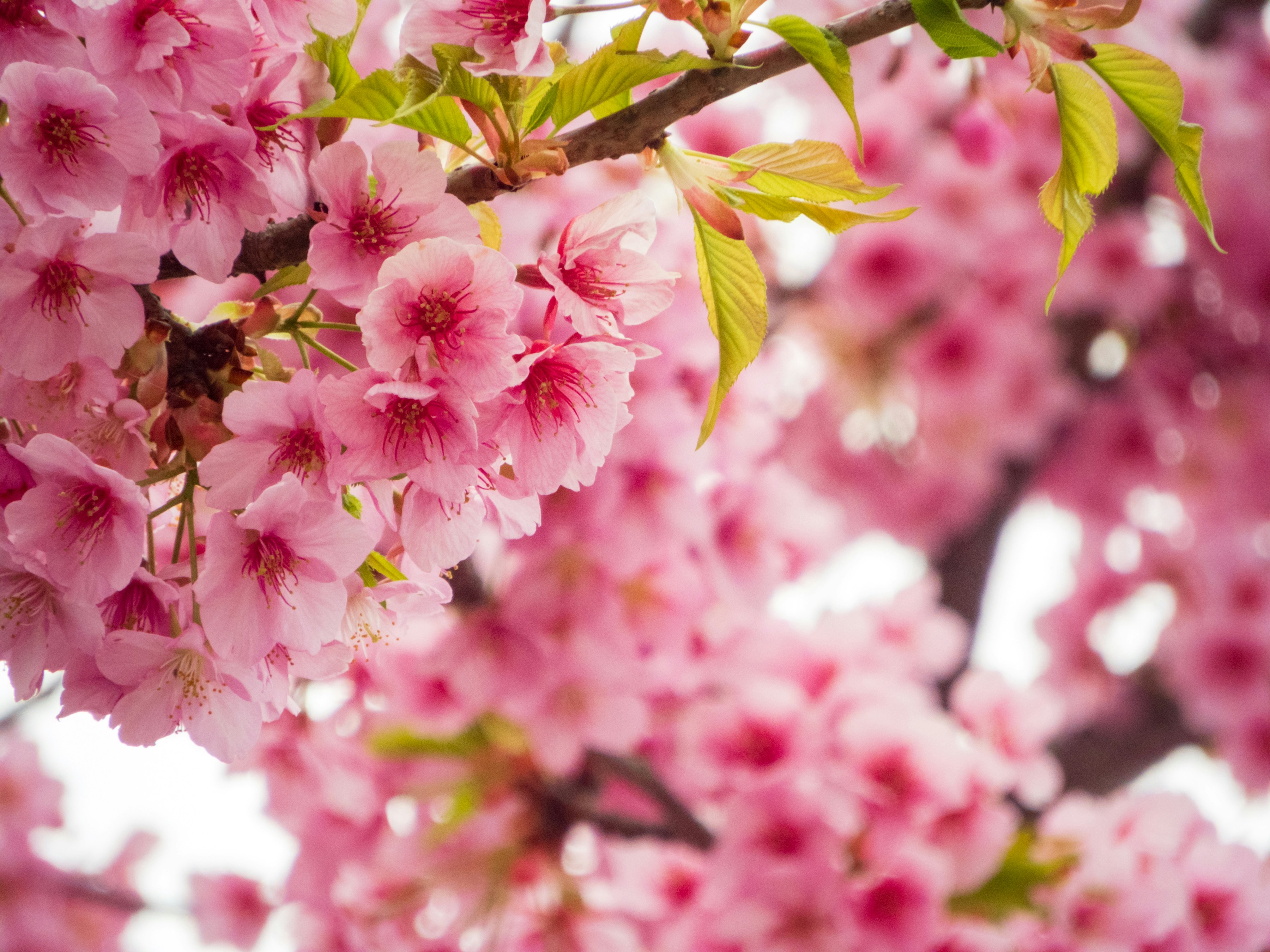 Photo by heppoko_yama