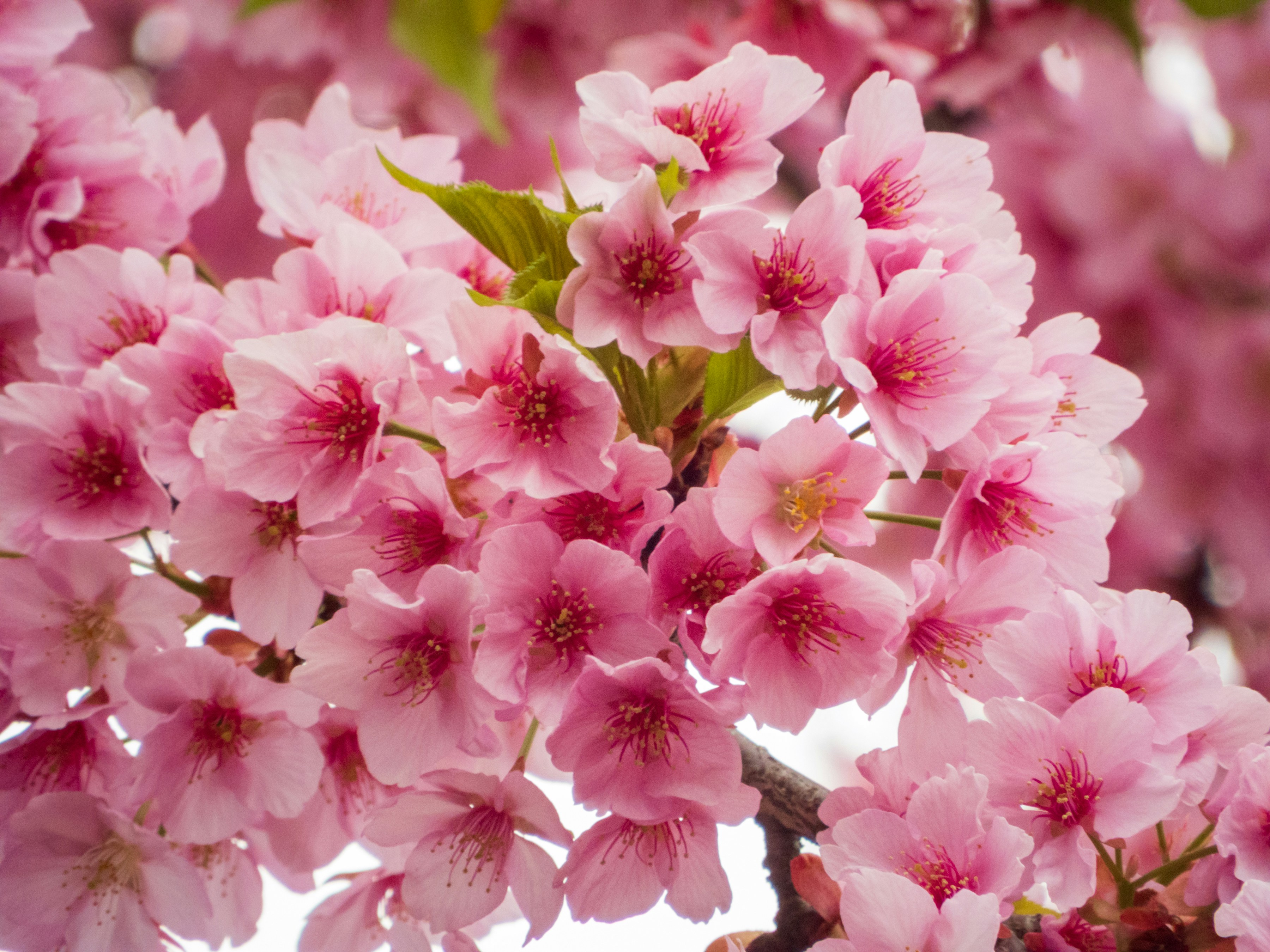 Photo by heppoko_yama