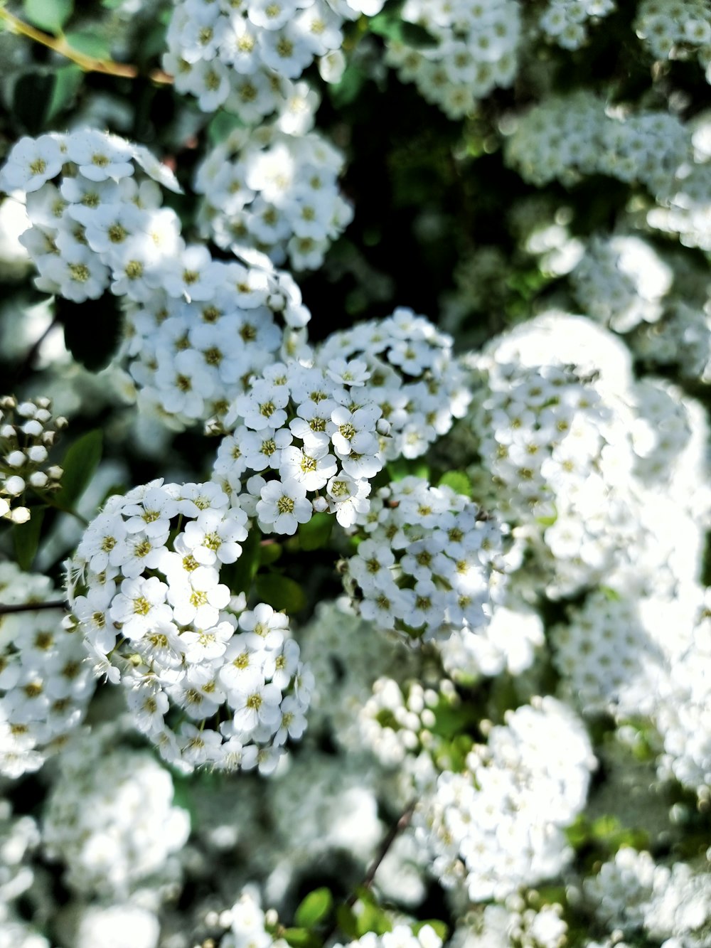 a bunch of white flowers with green leaves