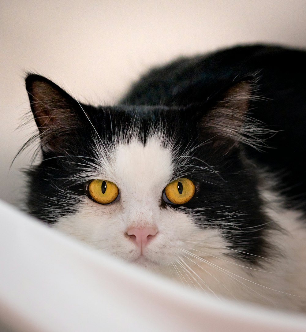 Eine schwarz-weiße Katze mit gelben Augen sitzt in einem Waschbecken