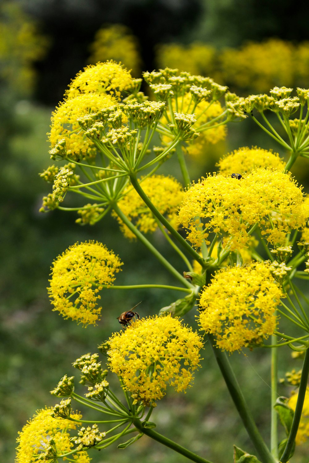 a close up of a yellow flower with a bee on it