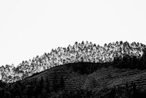 A monochrome image capturing a hillside covered with a row of tall, slender trees against a stark, clear sky. The hillside features undulating patterns, likely formed by agricultural terracing.