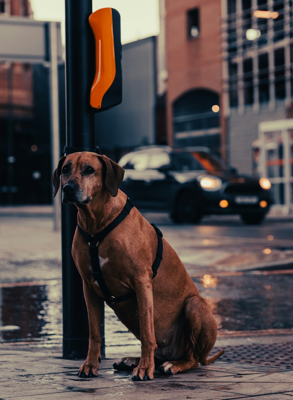 a brown dog sitting on a sidewalk next to a street sign