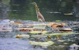 a bird standing on top of a pile of trash in a river