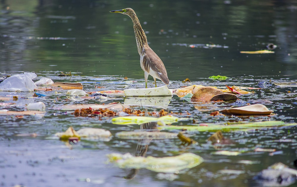a bird standing on top of a pile of trash in a river