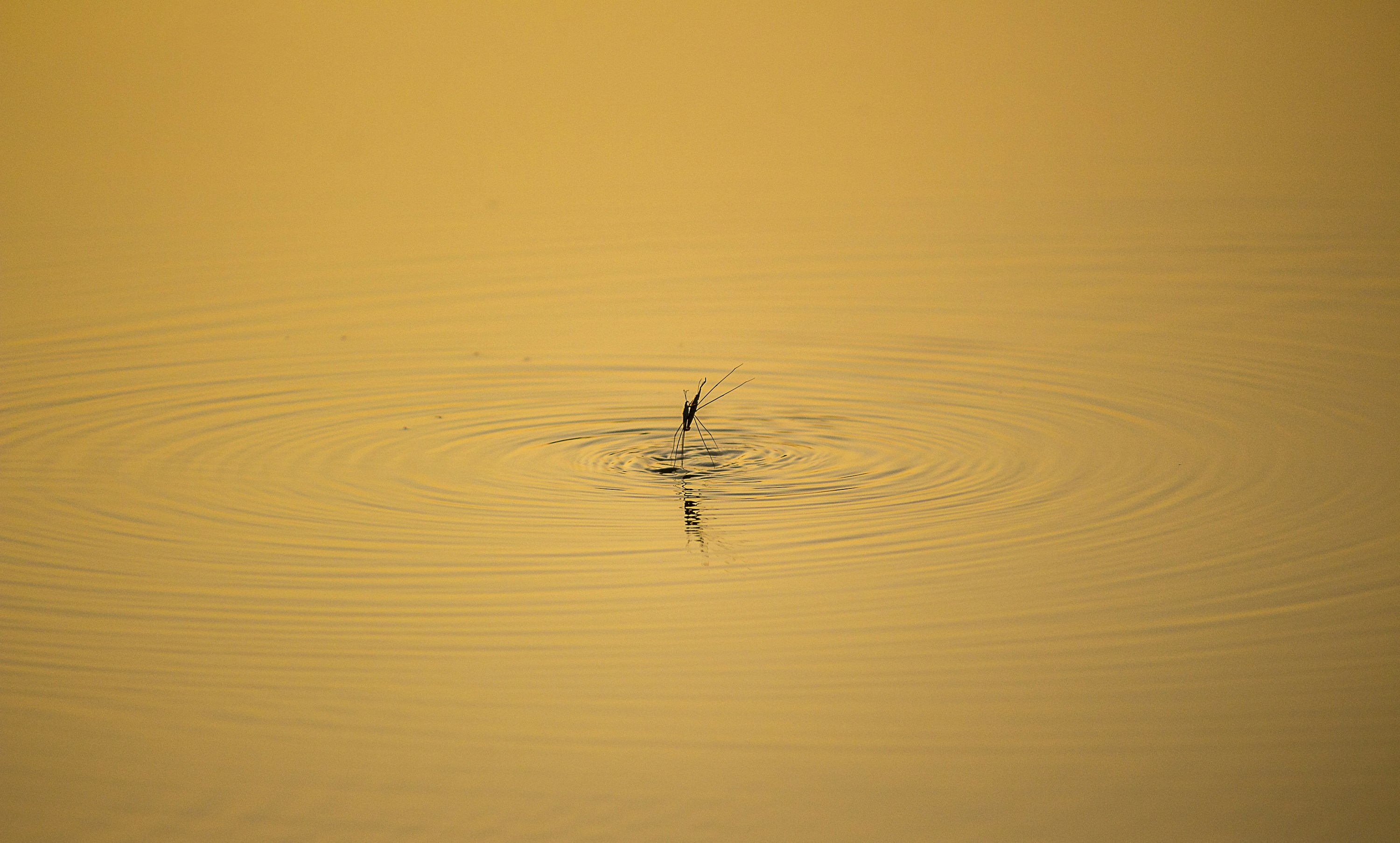 a bird is swimming in the water at sunset