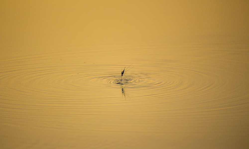 a bird is swimming in the water at sunset