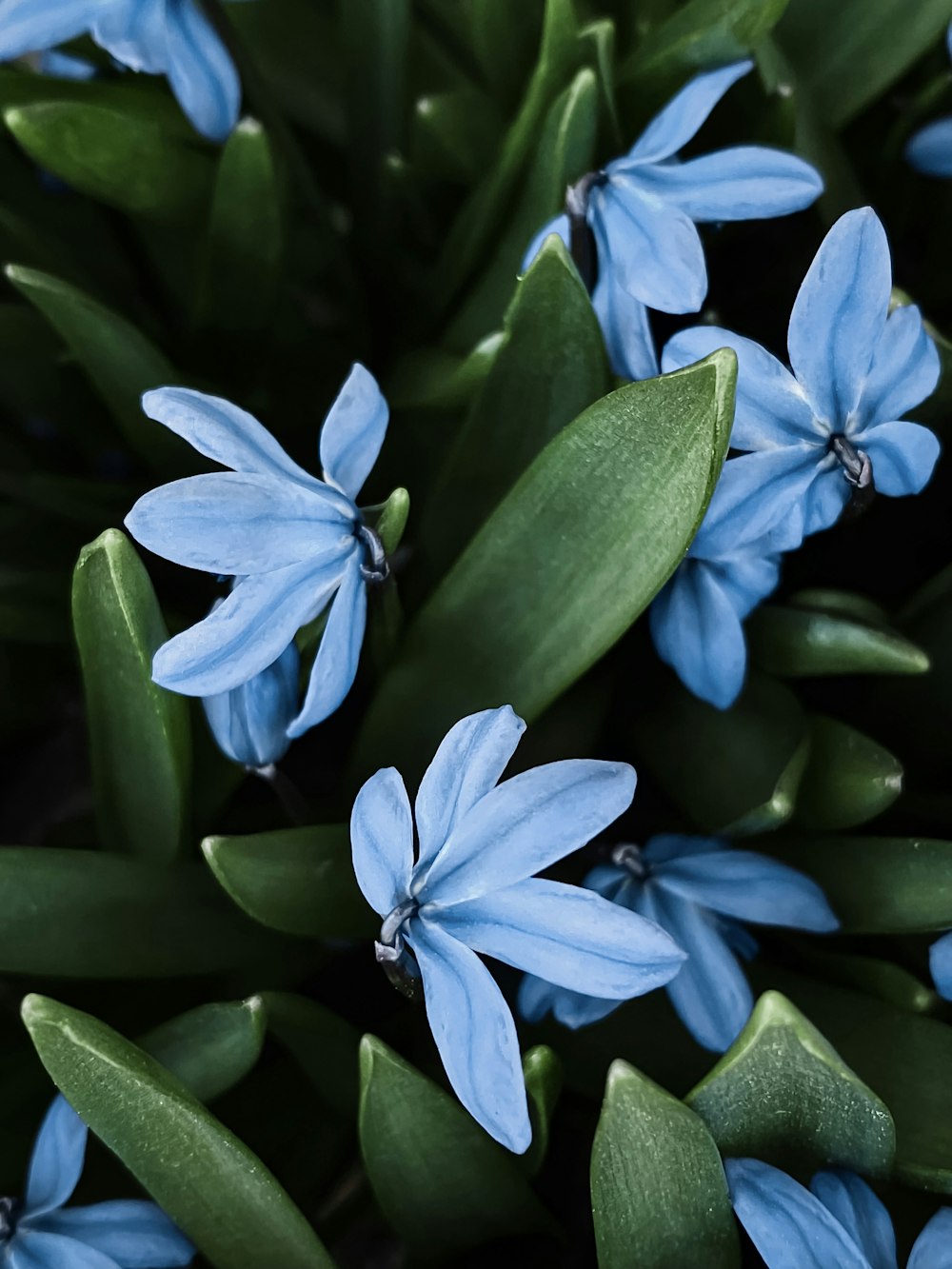 a bunch of blue flowers with green leaves