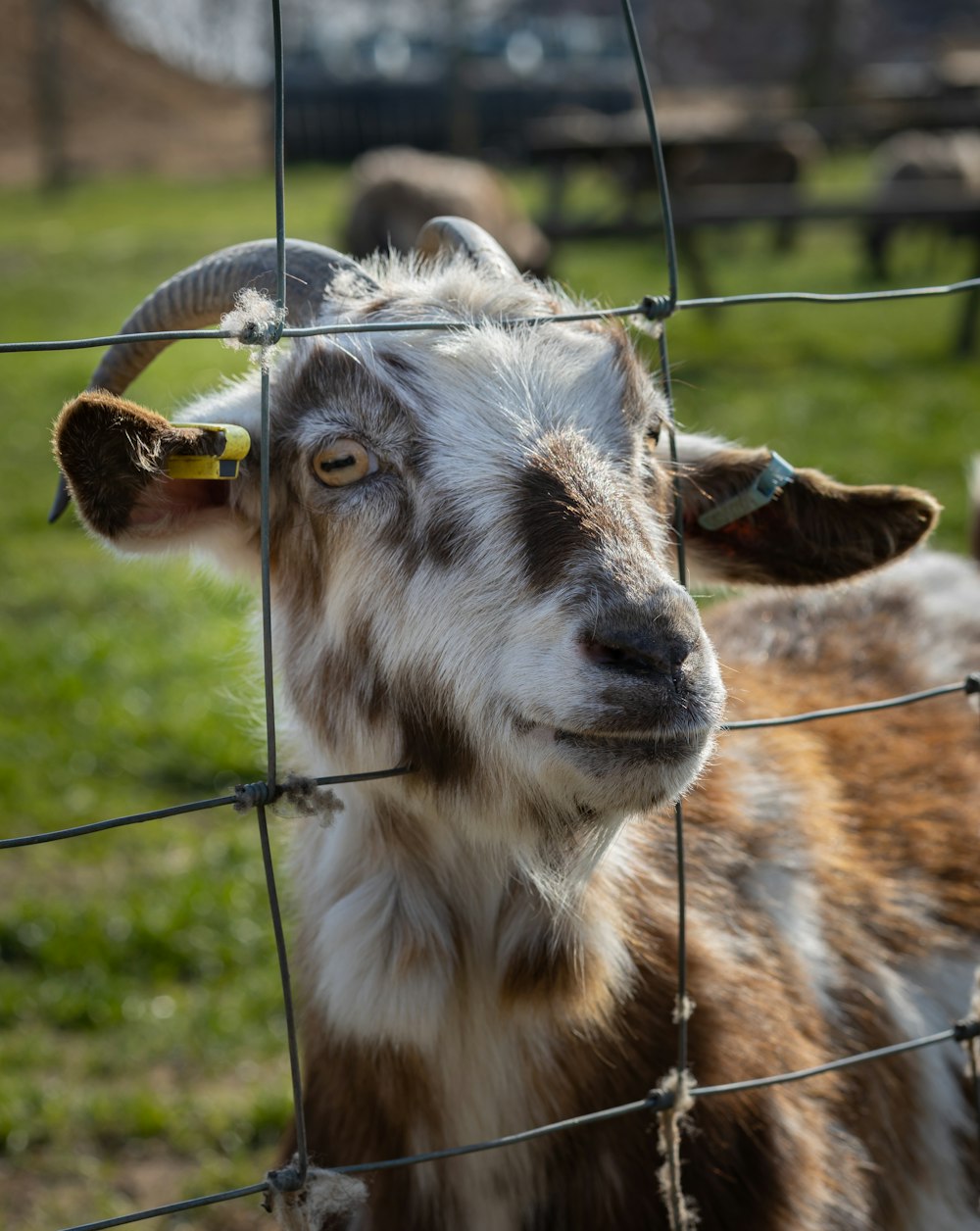 a close up of a goat behind a fence