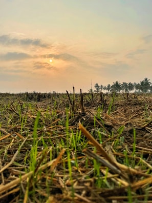 A serene outdoor scene symbolizing hope and new beginnings.