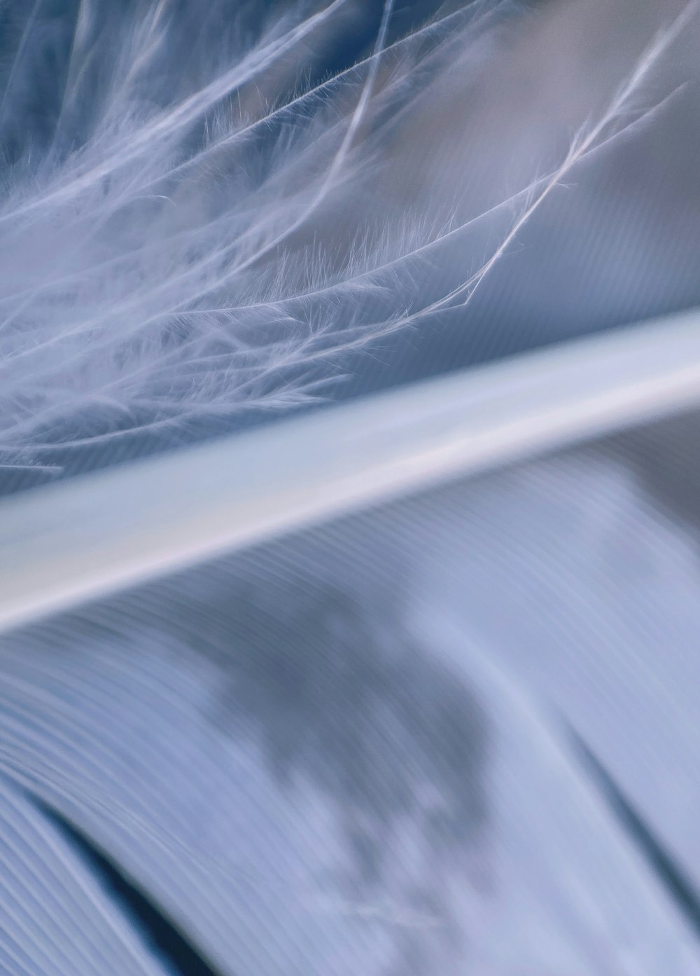 a close up of a white feather on a blue background