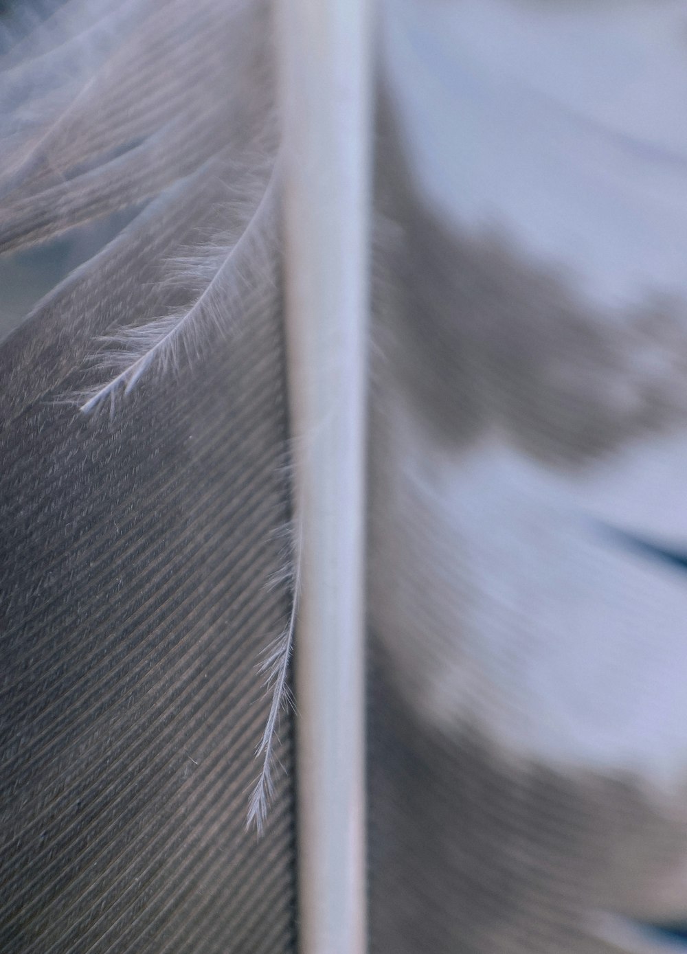a close up of a feather with a blurry background