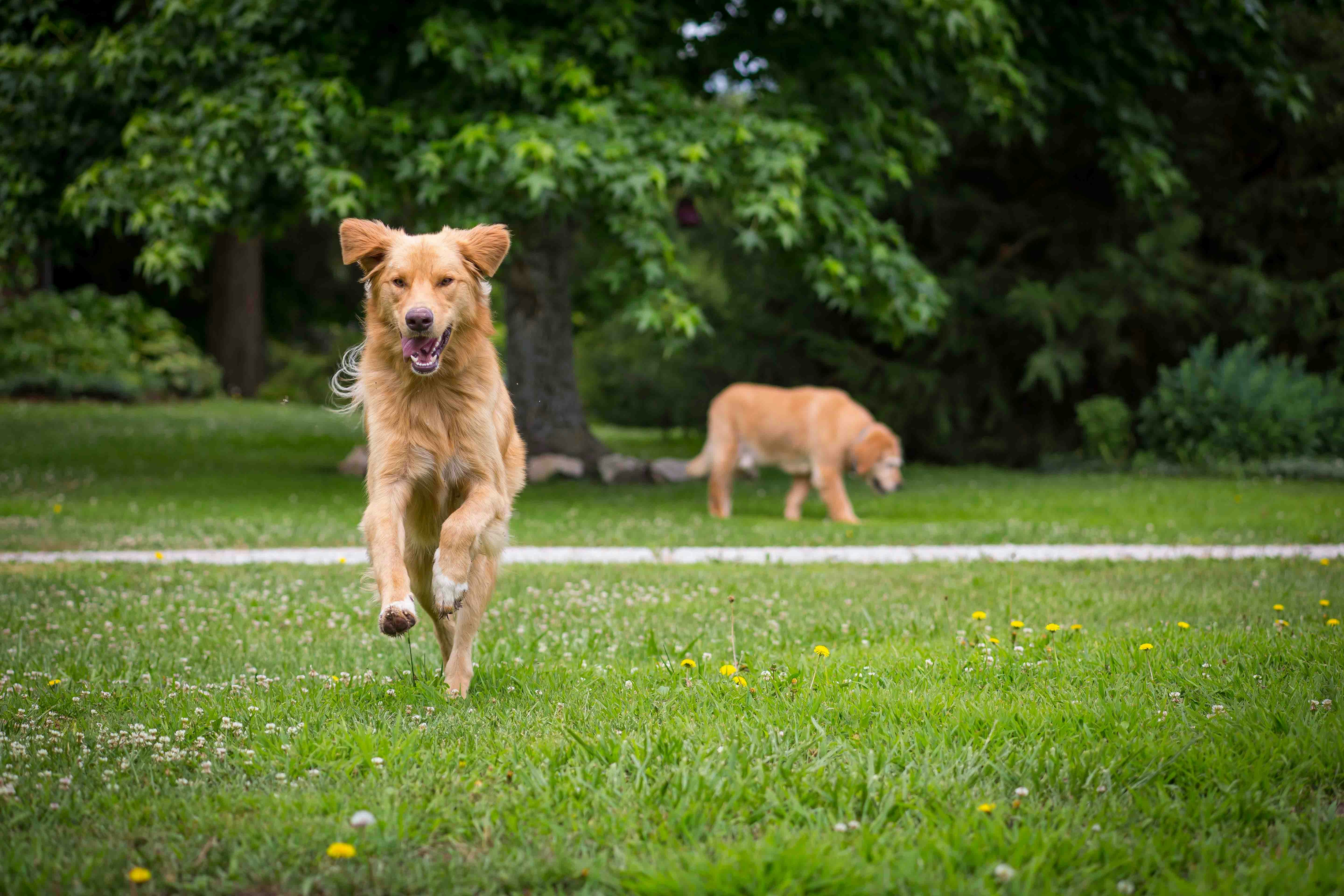 Track Your Dog’s Health with Queva™ Smart Tracker