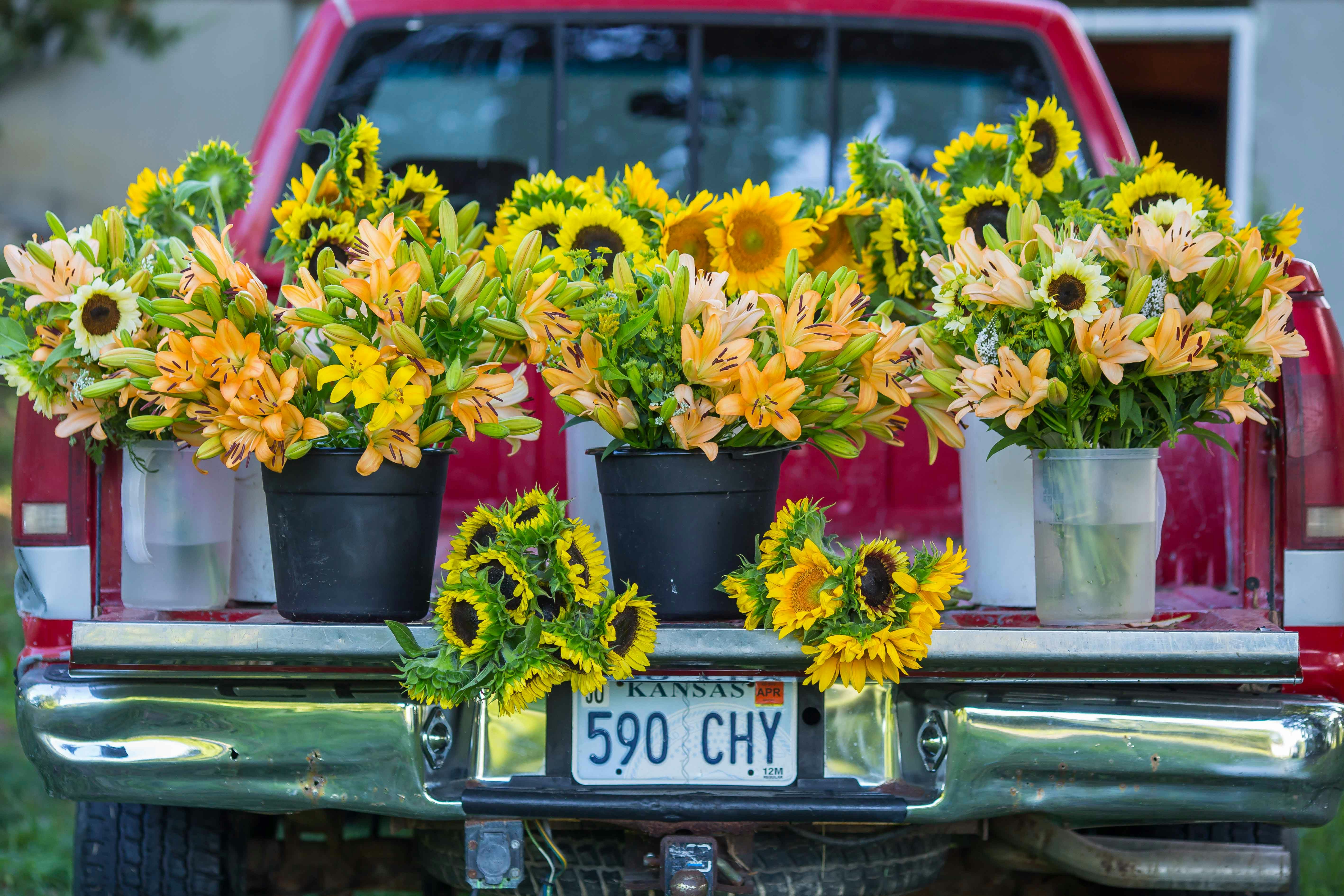 A truck with a bunch of sunflowers in the back of it photo – Free Plant ...