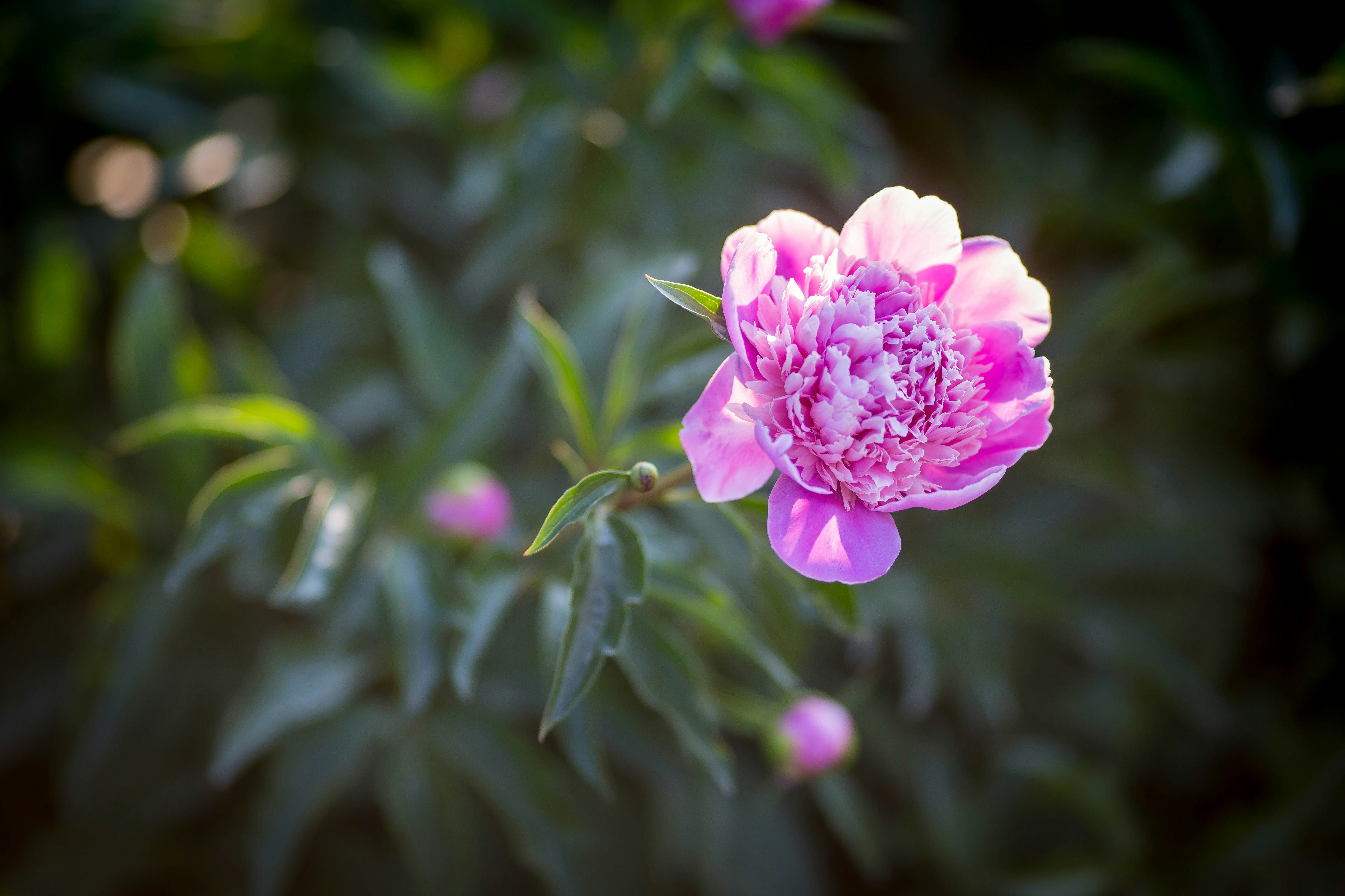 Photo by ccronan